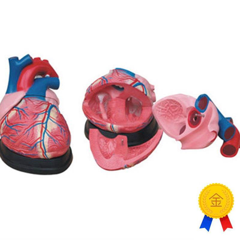 人体心脏解剖4倍放大模型医学训K练练习教学用标本模具