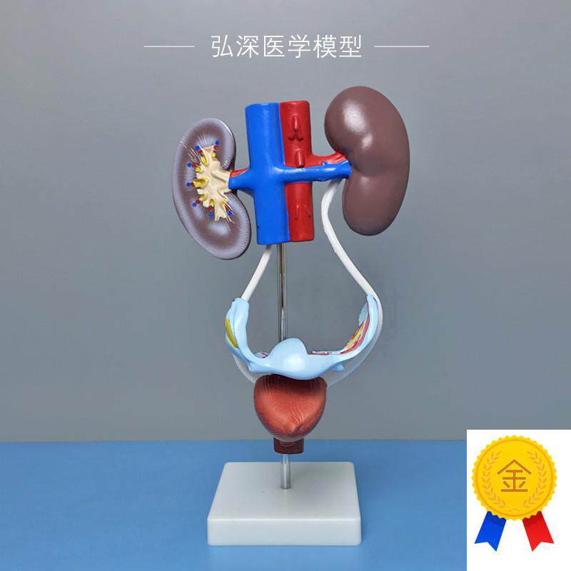 女性泌尿生殖系统模型肾r脏膀胱子宫人体腹部器官结构医学教学模