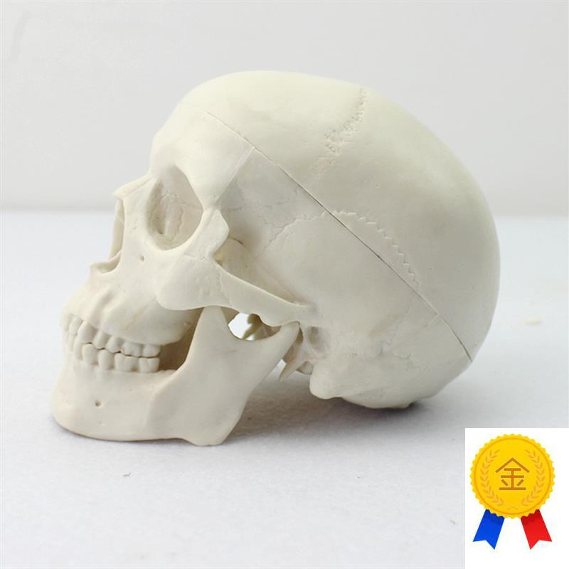 ENOVO颐诺迷你头骨模型医学艺用美术人体绘画头骨头X颅骨成人口腔