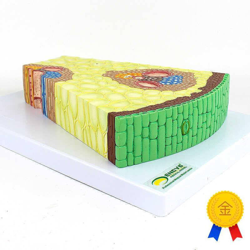 ENOVO颐诺单子叶植物茎结构放大模型单子叶植物茎X的形态植物学