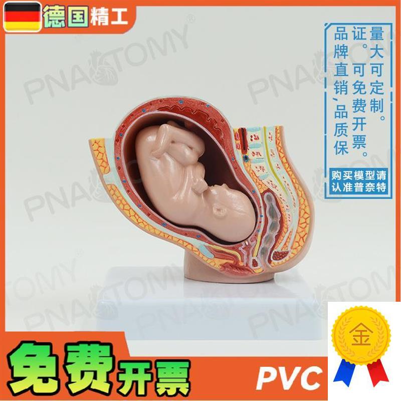 德国】小型女盆腔妊娠胚胎发育A解剖模型妇产科计生展示子宫标本