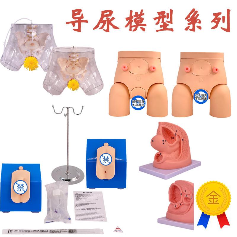 男性内外生殖h器解剖及男性导尿模型男性泌尿系统生殖系统模型