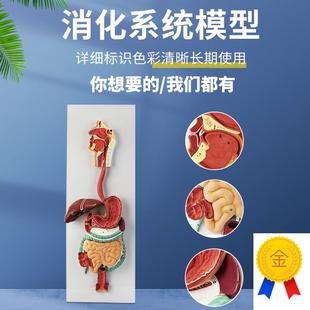 人体消化系统模型消化道胃剖z面鼻咽喉大小肠胃解剖模型肛肠科