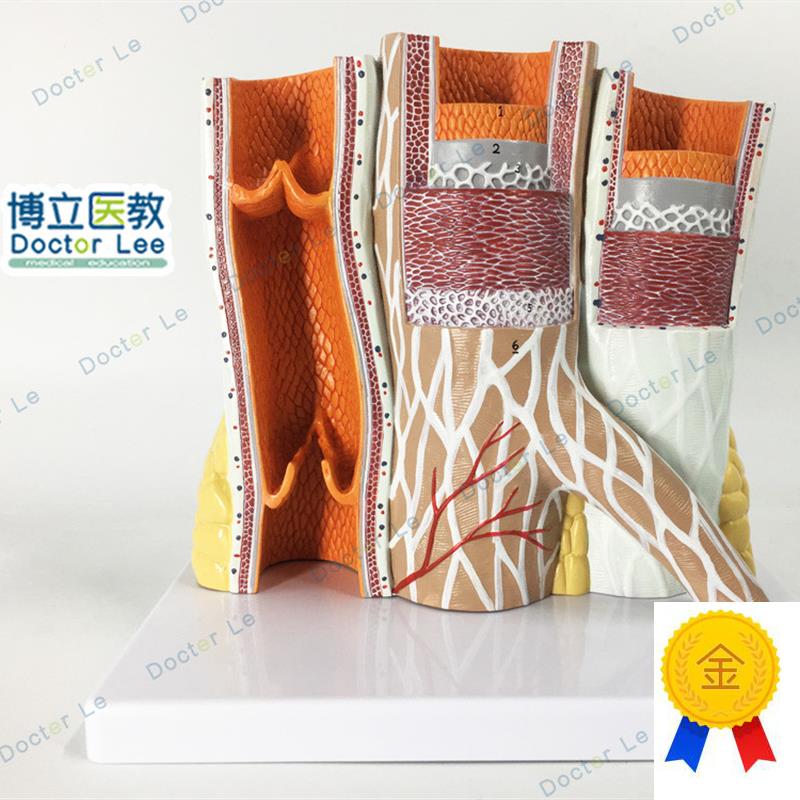 教学仿真动静脉血管解剖模型放大动静脉血K管标本动脉静脉医学生