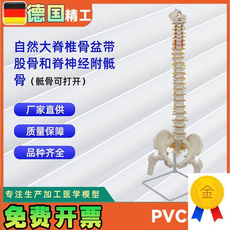 自然大脊椎骨盆带股骨和脊神经附骶骨(骶骨W可打开)模型