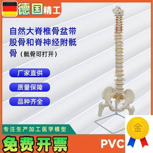 自然大脊椎骨盆带股骨和脊神经附骶骨(骶骨W可打开)模型