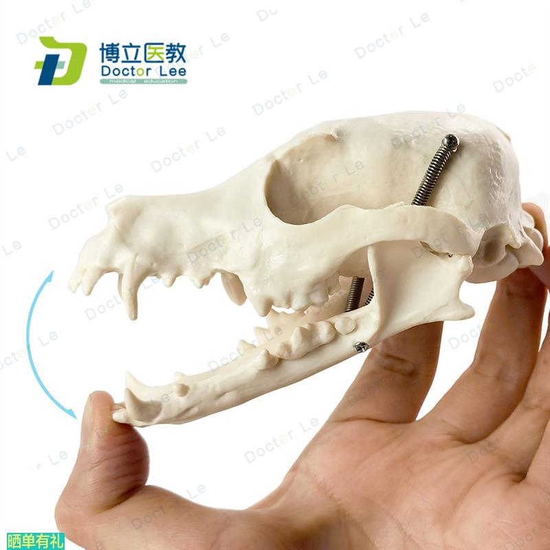1:1狗头骨模型动物骨骼兽医教学医用模型犬科教学宠物模型