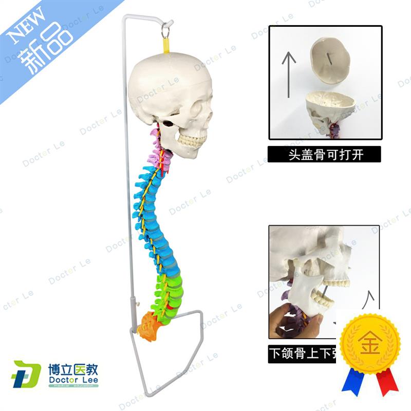 人体脊柱模型人体骨骼脊椎成人1K:1颈椎带头骨模型