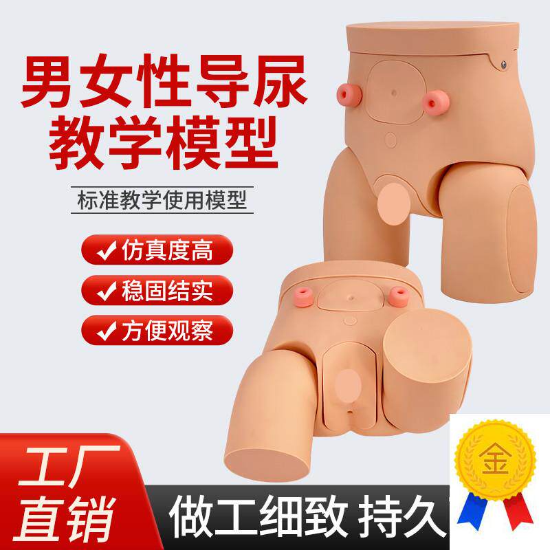 男女性导尿模型插尿管模型医学导尿技能操作护V理模特灌肠模型