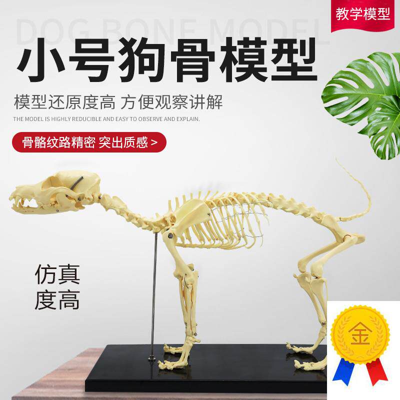宠物骨科器械狗骨骼标本模型动物狗猫犬教P学骨架骨头骨骼模型