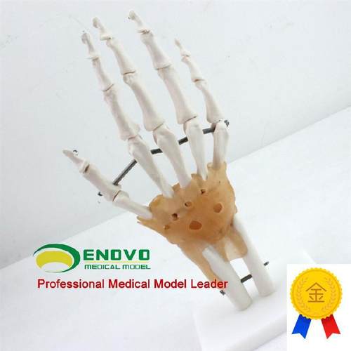 ENOVO颐诺医学人体手关节韧带模型手骨尺桡骨人体骨X骼标本手足外