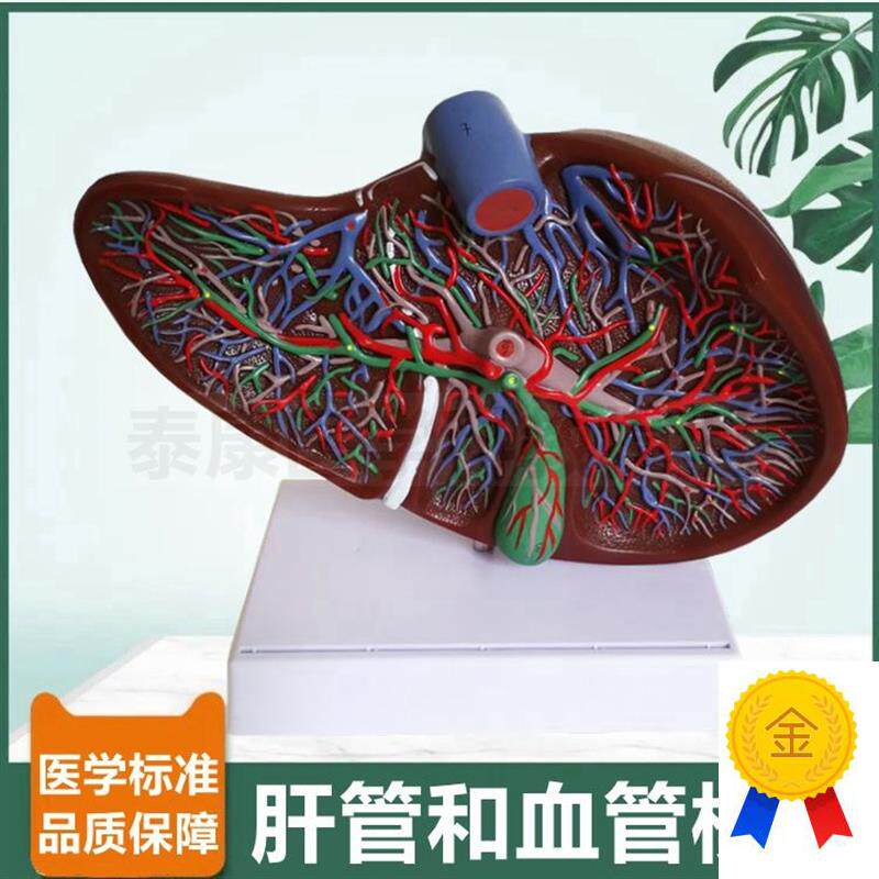 肝总管分布模e型肝脏血管胆囊管十二指肠胰腺脾脏消化系统病理肝