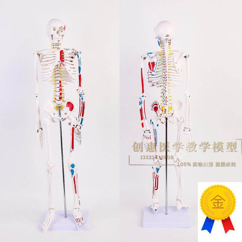 美术艺用医c学标准85CM人体骨骼模型椎键盘骨骼骨架教学模型