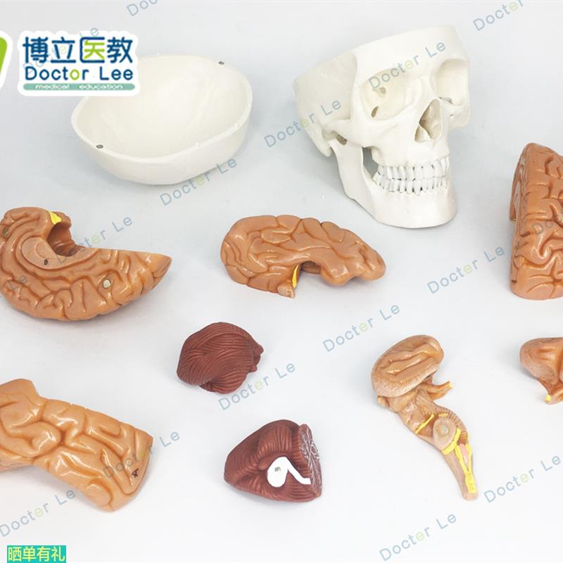 1比1大小人体头颅骨模型 头骨模型 脑解剖 大脑模型 医用