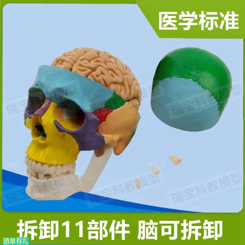 头骨带脑模型拆卸11部件外科临床教学医学素描艺考仿真塑胶用骨髅