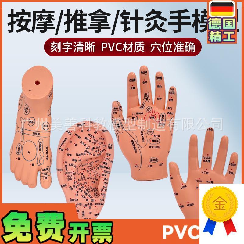 刻字清晰耳穴模型足穴模型穴位手模型G耳按摩手模型针灸耳16厘米