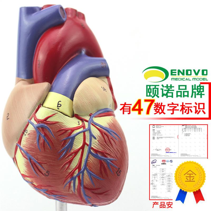ENOVOc颐诺1:1人体心脏模型B超彩超声医学心内科心脏解剖教学冠状