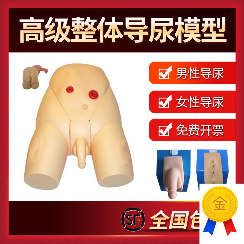 男女性别可互换整体导尿模型x着装式内外生殖器模具护士导尿练习