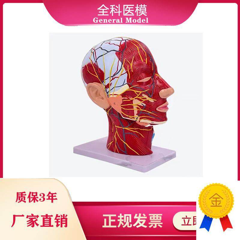 鼻腔咽喉解剖人体x头骨带肌肉神经血管模型