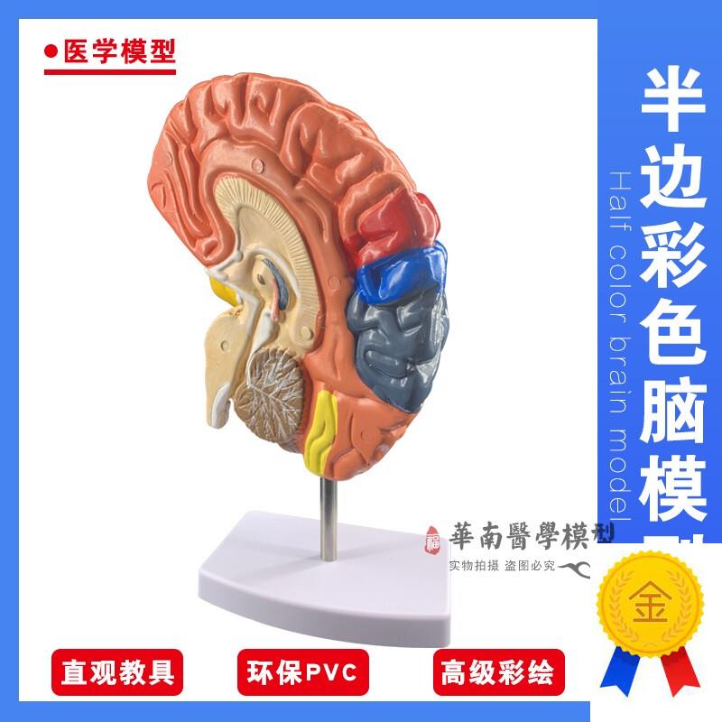 脑模型脑功能区域色分模型人体大脑解剖模型U人脑构造脑结构