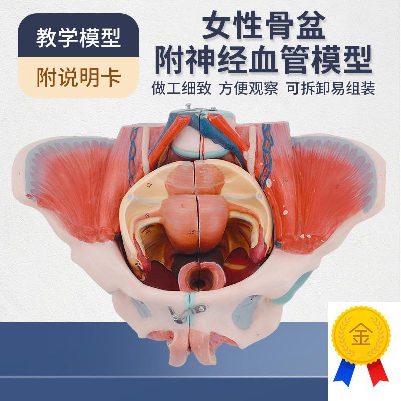 女性骨盆b模型盆底肌带生殖器血管神经肌肉子宫人体解剖教学医学