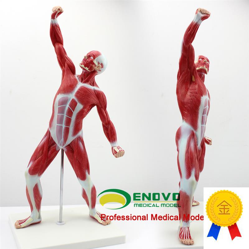 ENOVO正品医用艺用人体美术全身肌肉模型浅层肌肉X解剖运动系统