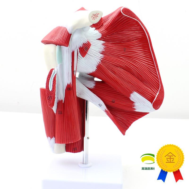 颐诺医用肩关节附肌肉肌s腱模型人体肌肉解剖模型健身运动系统