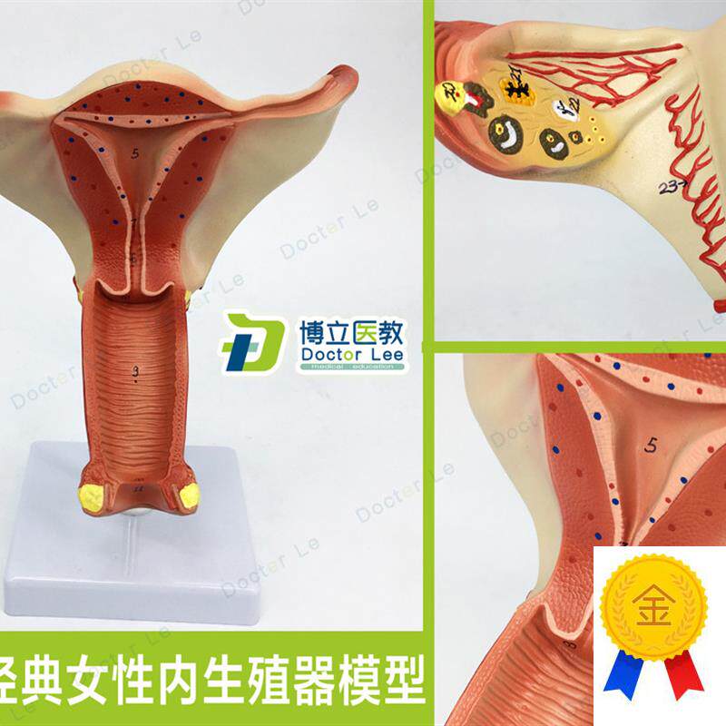医学人体女性生殖系统内生殖器模型子宫模型妇产科解Z剖计划生育
