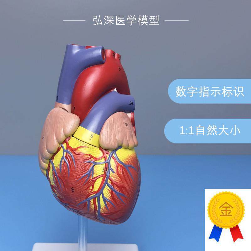 心脏模型带数字标识指示1比1成人体内脏器官解剖心内X科医学生教