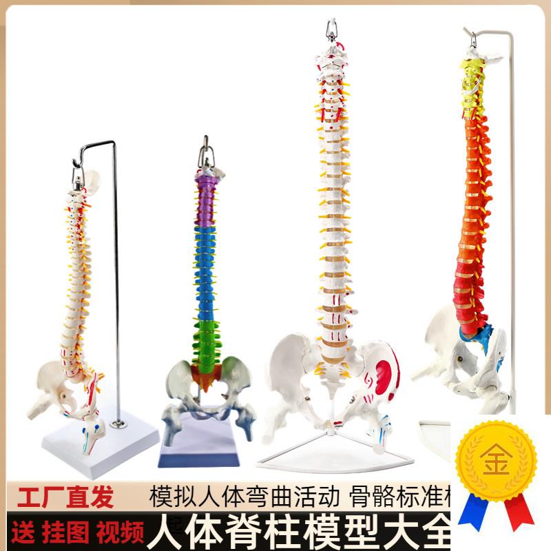 正骨彩色椎体人体l脊柱模型人体骨骼模型大脊椎成人1:1带胸椎骨盆