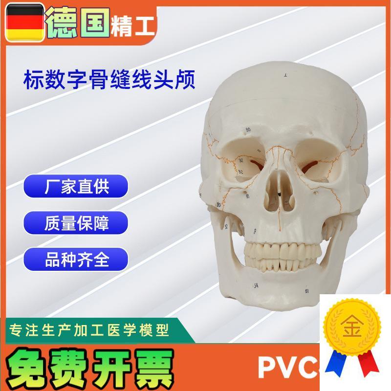 标数字骨缝线头颅l20*14.5*17.5CM医学人体头骨模型