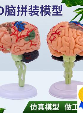 人体大脑解剖模型人体器r官结构教学模型4d小脑可拆装医院摆件讲