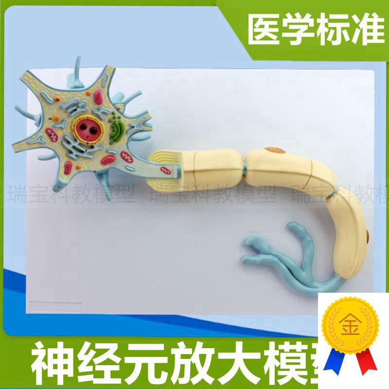 神经元模型神经细胞突触解剖树突细G胞核脊髓脊神经中枢医用教学