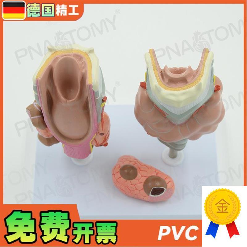 德国】甲状腺病理喉头医学解剖模型甲C亢甲低甲jian内分泌系统内