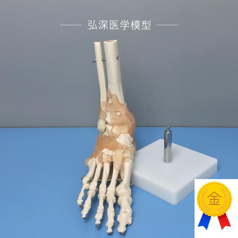 脚骨模型c人体脚踝关节附韧带脚掌部骨骼结构足部趾骨医学教学模