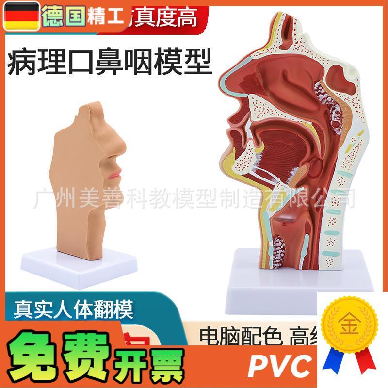 病理鼻腔解剖模型耳鼻喉科教学模型鼻N腔鼻子口鼻结构模型
