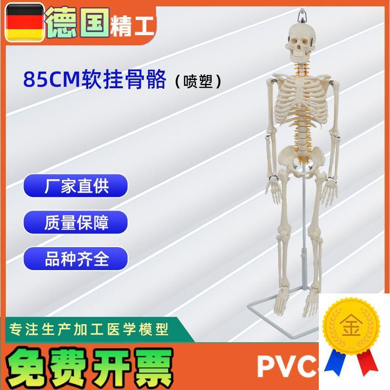 德国】医学人体85公v分软挂骨骼模型教学器材模具演示