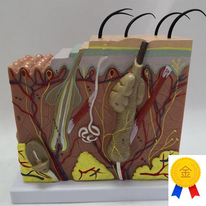 人体50倍皮肤解剖放大模型毛囊皮肤结构医用S教学植发讲解展示