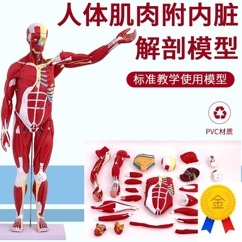 人体全身肌肉附内脏器官解r剖模型医学人体肌肉模型80CM肌肉人模