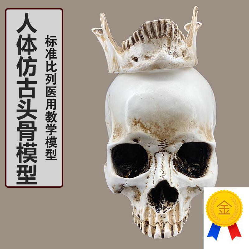 1:1树脂骷f髅头绘画人头骨艺用人体肌肉骨骼解剖头骨模型美术现货