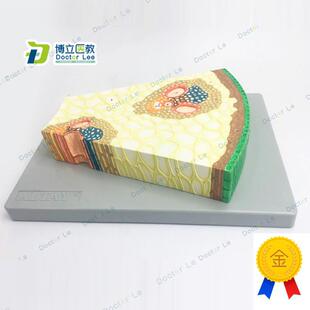 细胞组织生物教学模型植物模型单子I叶植物茎构造纵横切面模型