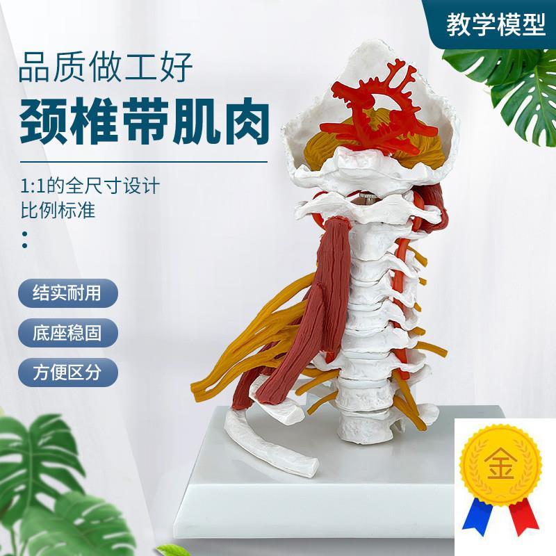 高级颈椎带肌肉椎动脉后枕骨椎间盘与神经展示1R:1颈椎附肌肉模型