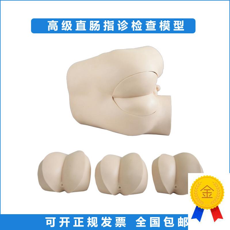 高级直肠指诊检查模型前/列腺触P诊模型肛门检查诊断诊治模型