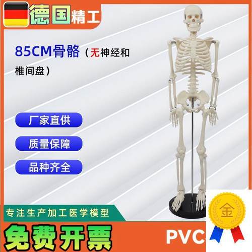人体骨骼模型85CM骨骼合集生W物教学模型