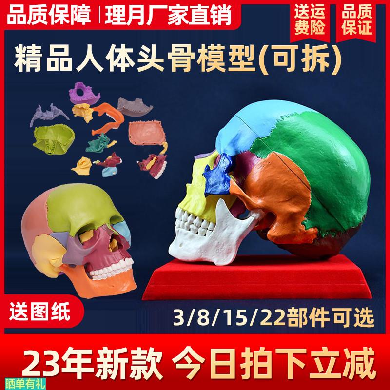 骷髅头骨模型人体脑部骨绘医学解剖头模标本胸像解剖头颅艺用美术