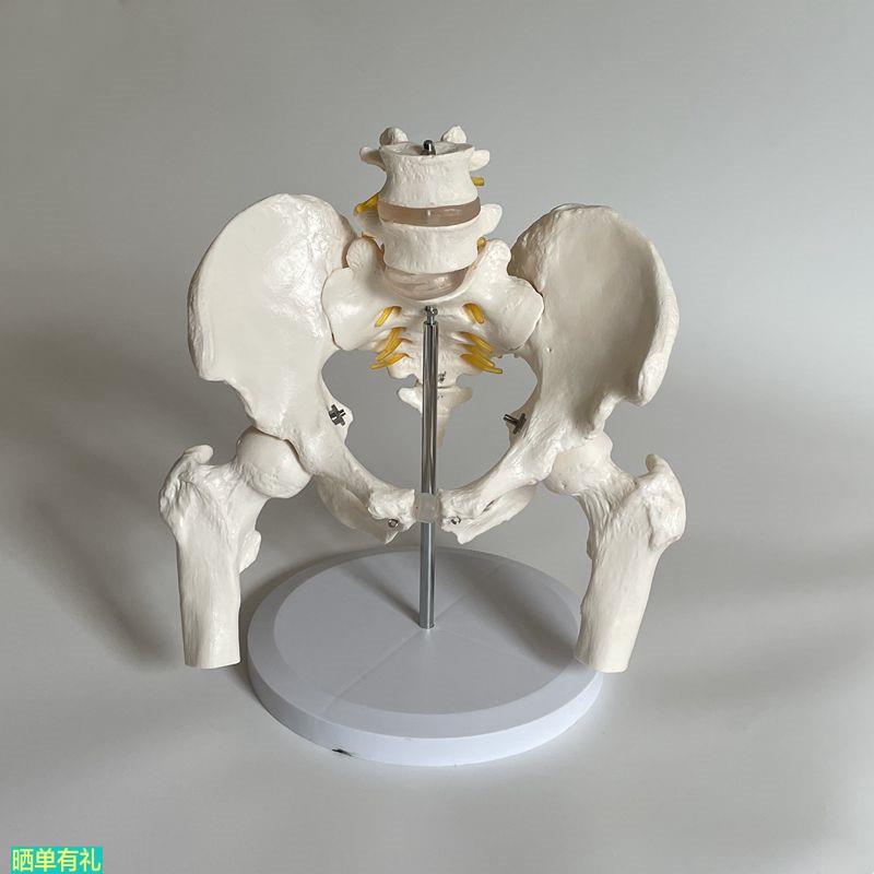 康泰模型二节腰椎带骨盆腿骨骶髂关节耻骨联合产康盆腔骶椎尾巴骨