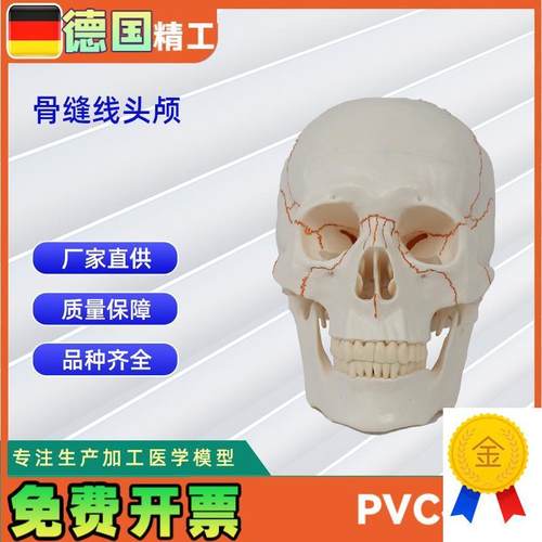 骨缝线头颅d20*14.5*17.5CM医学人体头骨颅骨模型骨科教学模具