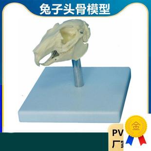 兔子骨骼模型仿真标本生物课教学仪器内脏L可拆卸皮肤解剖兔子结