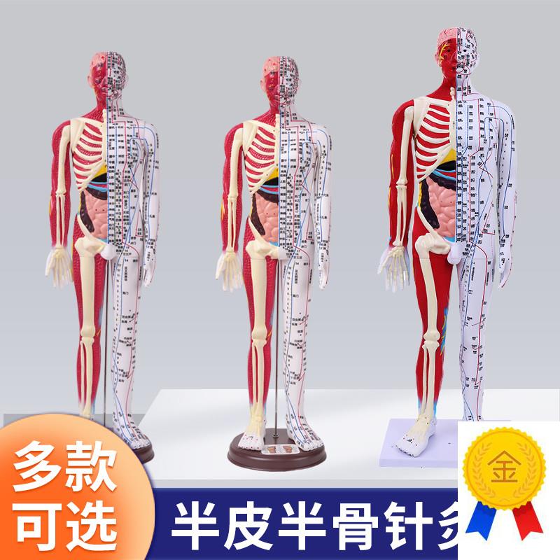 刻字超高清晰人体穴位模型针灸按y摩教学模型60CM半皮半肌经络模