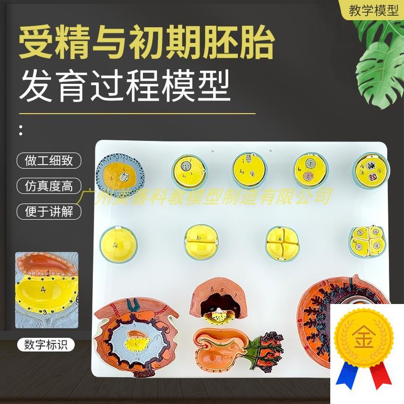 人体受精与初期胚胎发育过程组织C胚胎教学演示模型受精卵胎盘卵
